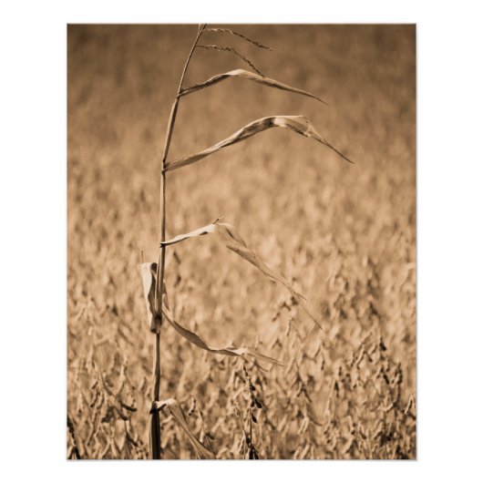 Single Cornstalk vor Ort Poster (Vorderseite)