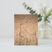 Single Cornstalk vor Ort Postkarte (Stehend Vorderseite)