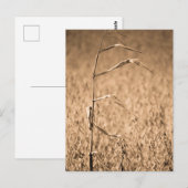 Single Cornstalk vor Ort Postkarte (Vorne/Hinten)