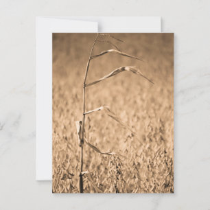 Single Cornstalk vor Ort Postkarte