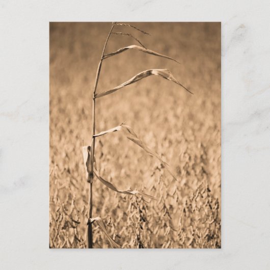 Single Cornstalk vor Ort Postkarte (Vorderseite)