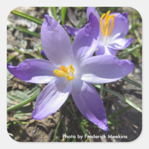 Single Crocus Quadratischer Aufkleber