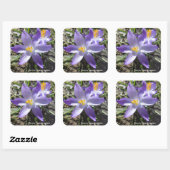 Single Crocus Quadratischer Aufkleber (Blatt)