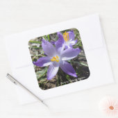 Single Crocus Quadratischer Aufkleber (Umschlag)