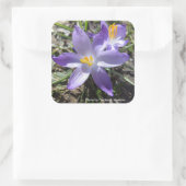 Single Crocus Quadratischer Aufkleber (Tasche)