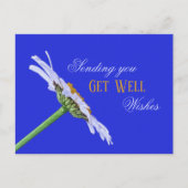 Single Daisy Blume auf Leinwand Postkarte (Vorderseite)