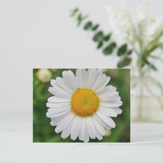 Single Daisy Blume Postkarte (Stehend Vorderseite)