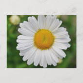 Single Daisy Blume Postkarte (Vorderseite)