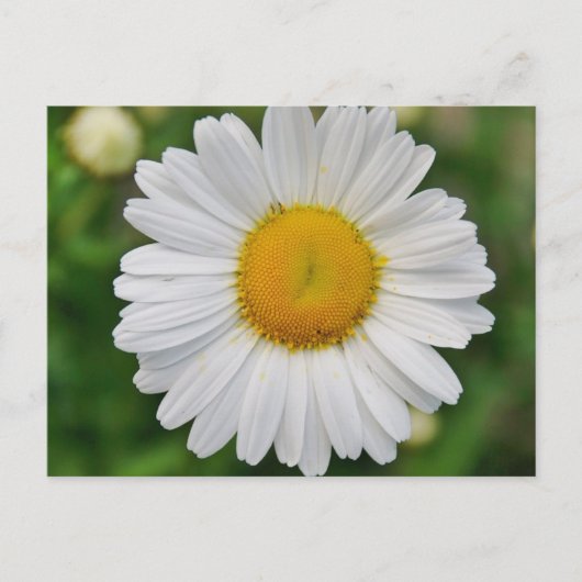 Single Daisy Blume Postkarte (Vorderseite)