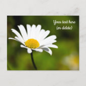 Single Daisy Postcard Postkarte (Vorderseite)
