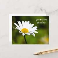 Single Daisy Postcard