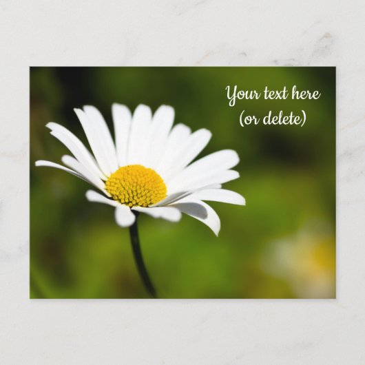 Single Daisy Postcard Postkarte (Vorderseite)
