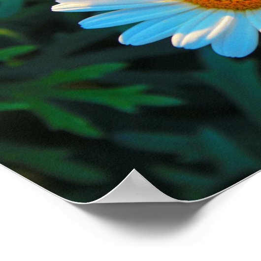 Single Daisy Poster (Ecke)