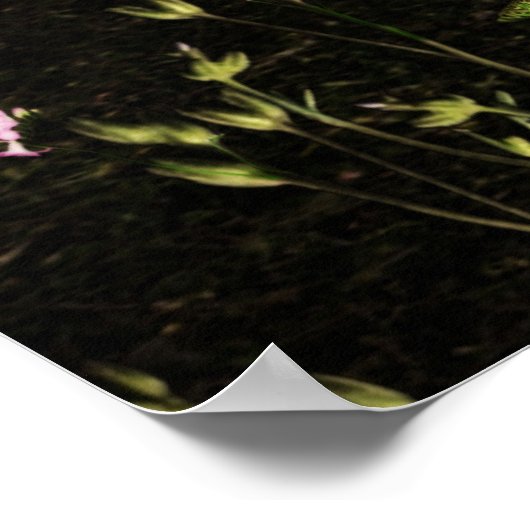 Single Dryad Poster (Ecke)