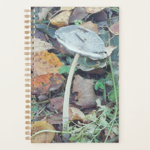 Single dünner Pilz mit Herbstfarben. Planer