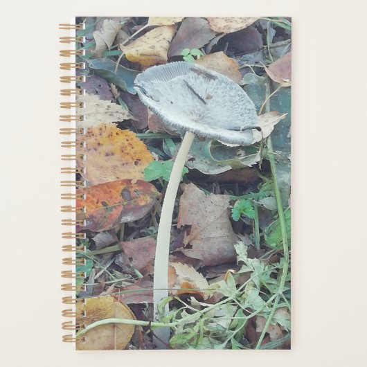 Single dünner Pilz mit Herbstfarben. Planer (Vorderseite)