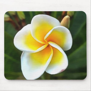Single Frangipani Blossom Kunstvoll wandern im Val Mousepad