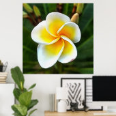 Single Frangipani Blossom Kunstvoll wandern im Val Poster (Heimbüro)