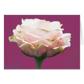Single Frische Rose (Vorderseite (Horizontal))