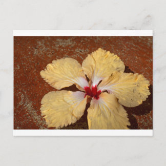Single Gelbe Hibiskus Blume Postkarte