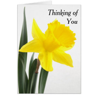 Single Gelbe Narzisse Daffodil