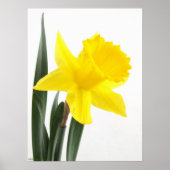 Single Gelbe Narzisse Daffodil Poster (Vorne)