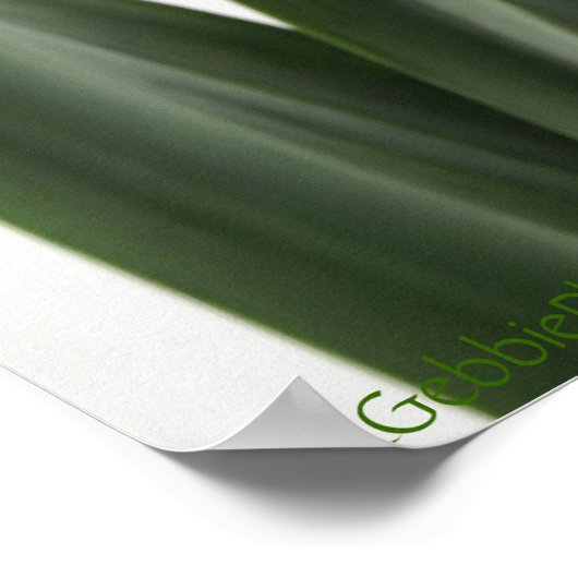 Single Gelbe Narzisse Daffodil Poster (Ecke)