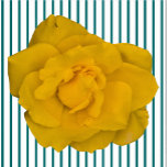 Single Gelbe Rose Skulptur Freistehende Fotoskulptur<br><div class="desc">Dieses SingleYellow Rose Design aus Zazzle und Elisabeth's Creative Initits zeichnet sich durch einen Single gelben Rose aus. Es ist auch mit einem Single rosa Rose, einem Single rote Rose, oder einen Single weiß Rose. Rote Rosen symbolisieren Liebe und Leidenschaft, Gelbe Rosen symbolisieren Freundschaft, rosa Rosen symbolisieren Bewunderung oder Zuneigung,...</div>