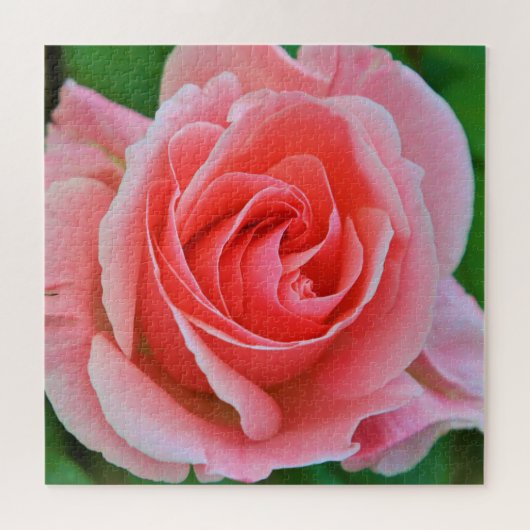 Single Große rosa Rosa Rosa Nah Puzzle (Horizontal)