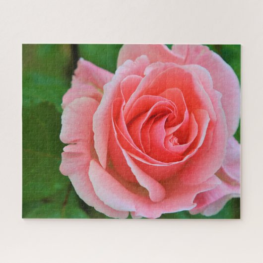 Single Große rosa Rosa Rosa Nah Puzzle (Horizontal)