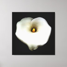 Single Heart Shaped Calla Lily Abgeschieden