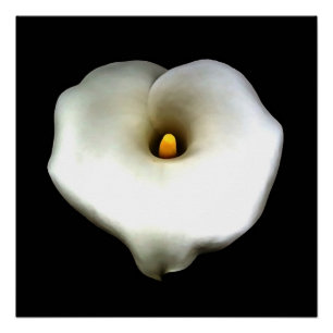 Single Heart Shaped Calla Lily Abgeschieden Poster