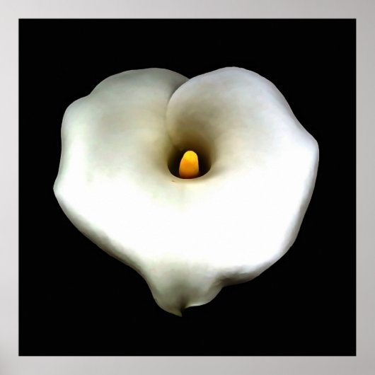 Single Heart Shaped Calla Lily Abgeschieden Poster (Vorne)
