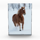 Single Horse Running in Snow Fotoblock (Vorderseite)