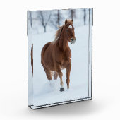 Single Horse Running in Snow Fotoblock (Links)