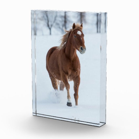 Single Horse Running in Snow Fotoblock (Rechts)