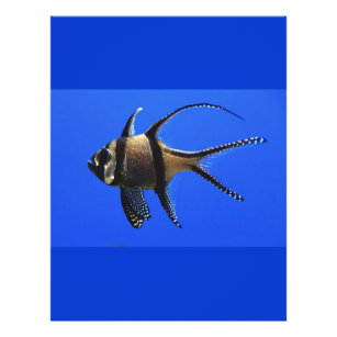 Single-in-Aquarium Flyer
