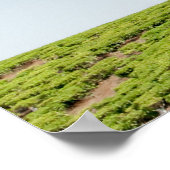 Single in Teeplantagen Poster (Ecke)