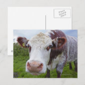Single-Kuh in Kamera Postkarte (Vorne/Hinten)