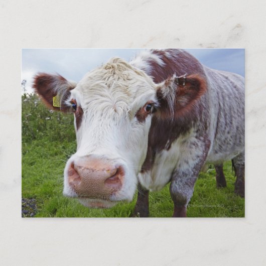 Single-Kuh in Kamera Postkarte (Vorderseite)