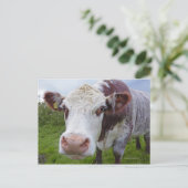 Single-Kuh in Kamera Postkarte (Stehend Vorderseite)