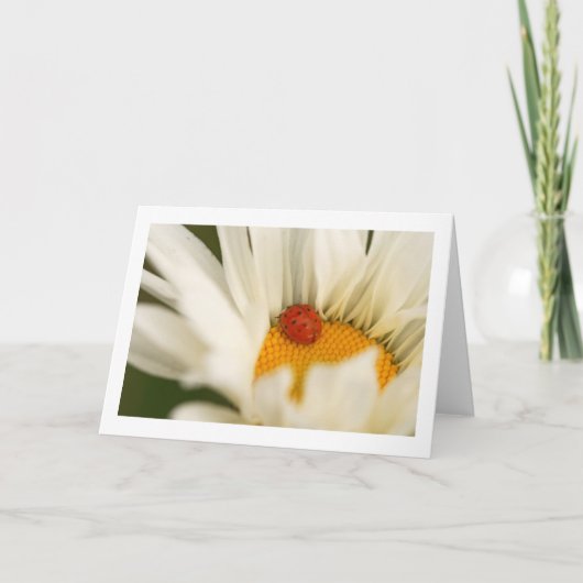 Single Ladybug Blank-Grußkarte Karte (Vorderseite)