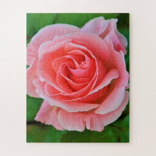 Single Large Pink Rose Up Close Puzzle