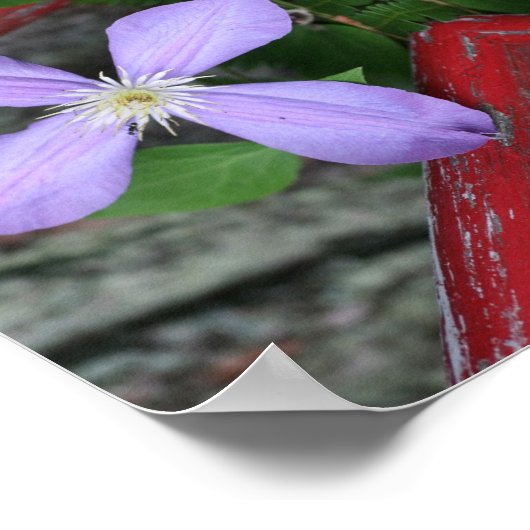 Single Lavender Clematis Blume Abstrakt Poster (Ecke)