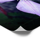Single Lavender Clematis Blume Poster (Ecke)