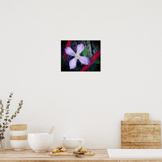 Single Lavender Clematis Blume Poster (Küche)
