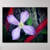 Single Lavender Clematis Blume Poster (Vorne)