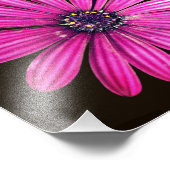 Single Lila African Daisy Blume 8x8 Fotodruck (Ecke)