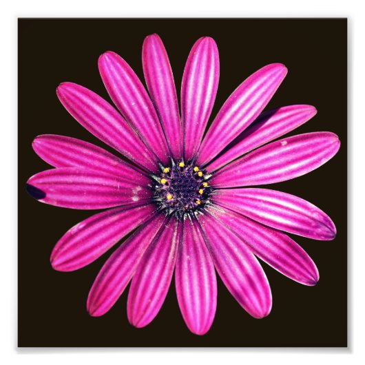 Single Lila African Daisy Blume 8x8 Fotodruck (Vorne)