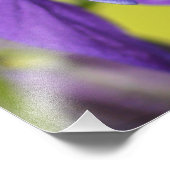 Single Lila Columbine Blume Fotodruck (Ecke)